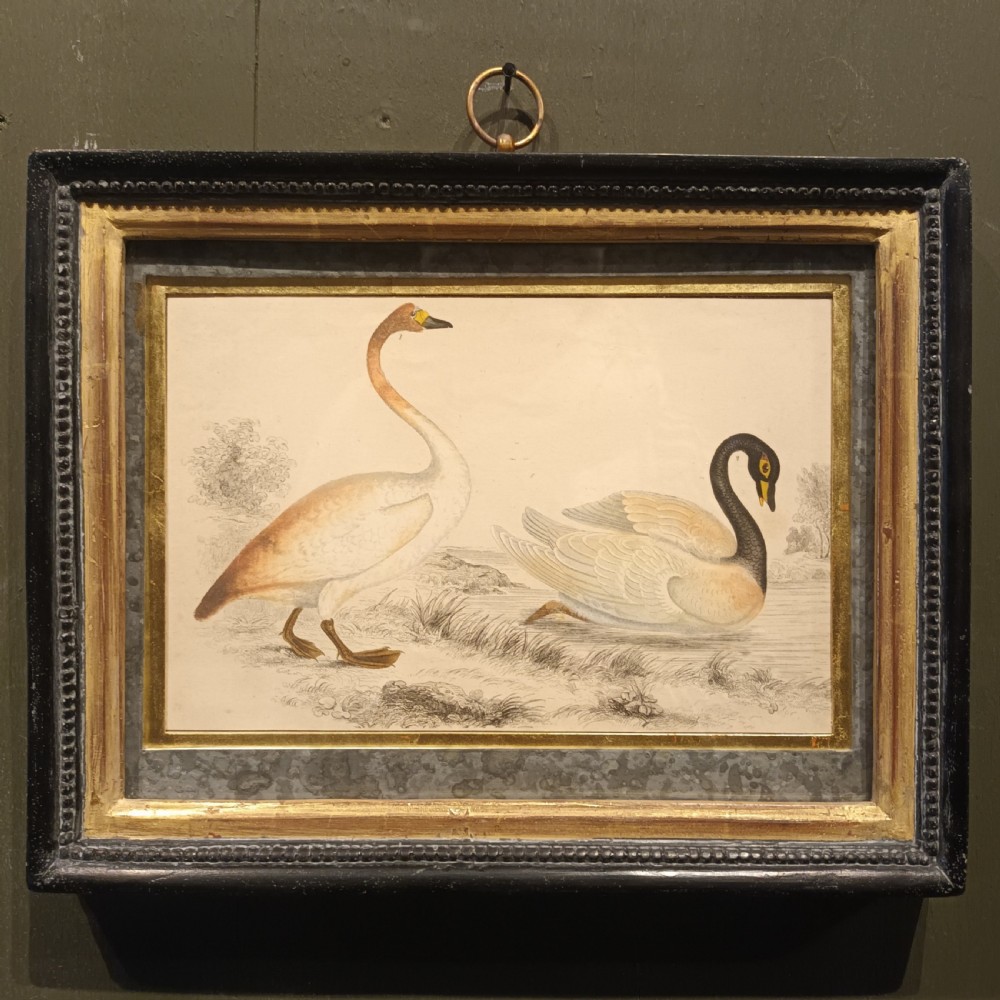19th Century Framed Swan Engraving