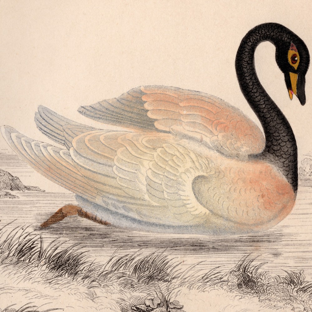 19th Century Framed Swan Engraving View III