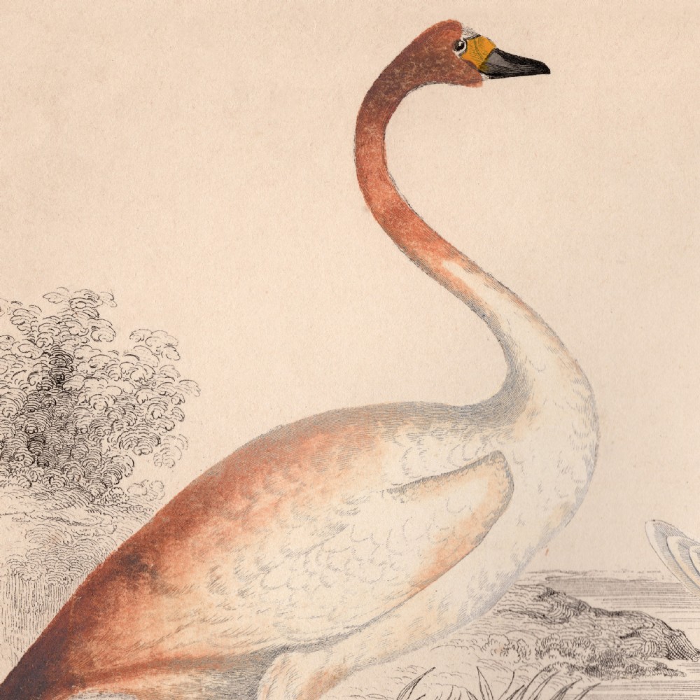 19th Century Framed Swan Engraving View IV