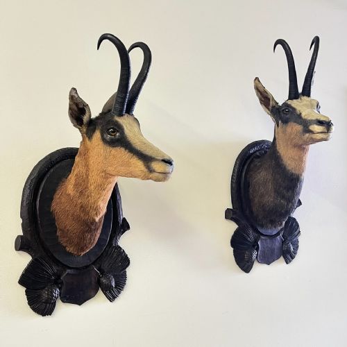 fig 1. Pair Of Large Mounted Black Forest Chamois Taxidermy
