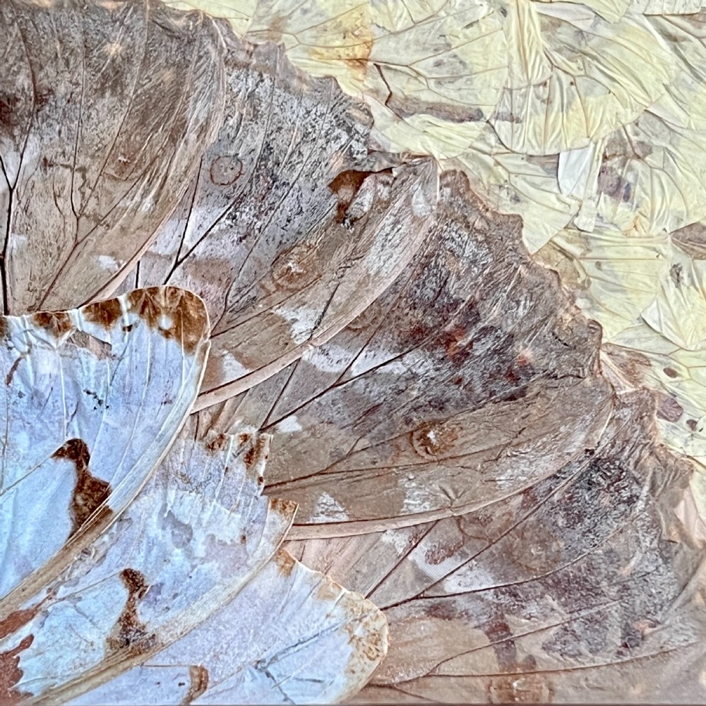 Antique Butterfly Tray View VI