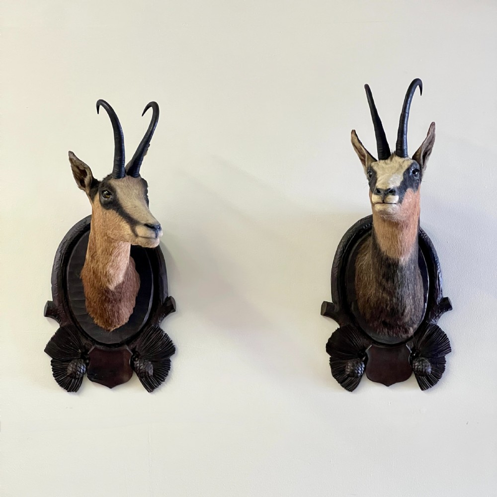 Pair Of Large Mounted Black Forest Chamois Taxidermy