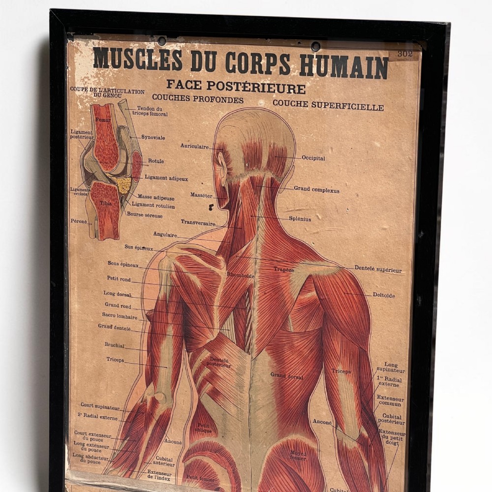Large Vintage French Muscular System Anatomy Poster, Framed View II