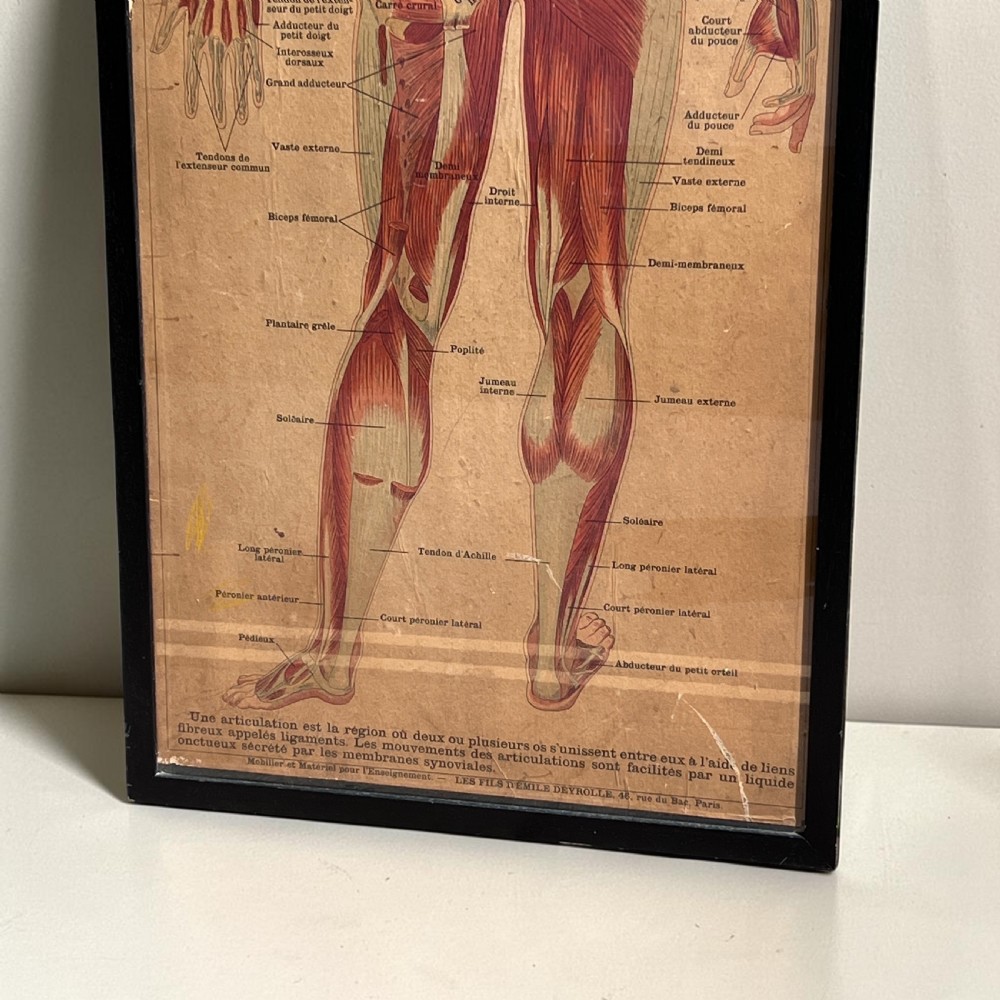 Large Vintage French Muscular System Anatomy Poster, Framed View V