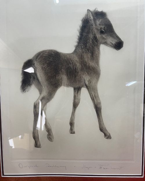 ORIGINAL DRYPOINT OF A FOAL BY KURT MEYEREBERHARDT 18951977 - ADDITIONAL PHOTO 1
