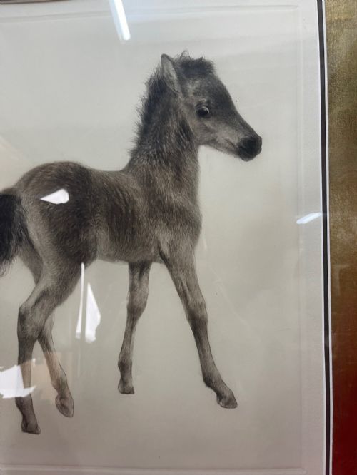 ORIGINAL DRYPOINT OF A FOAL BY KURT MEYEREBERHARDT 18951977 - ADDITIONAL PHOTO 3