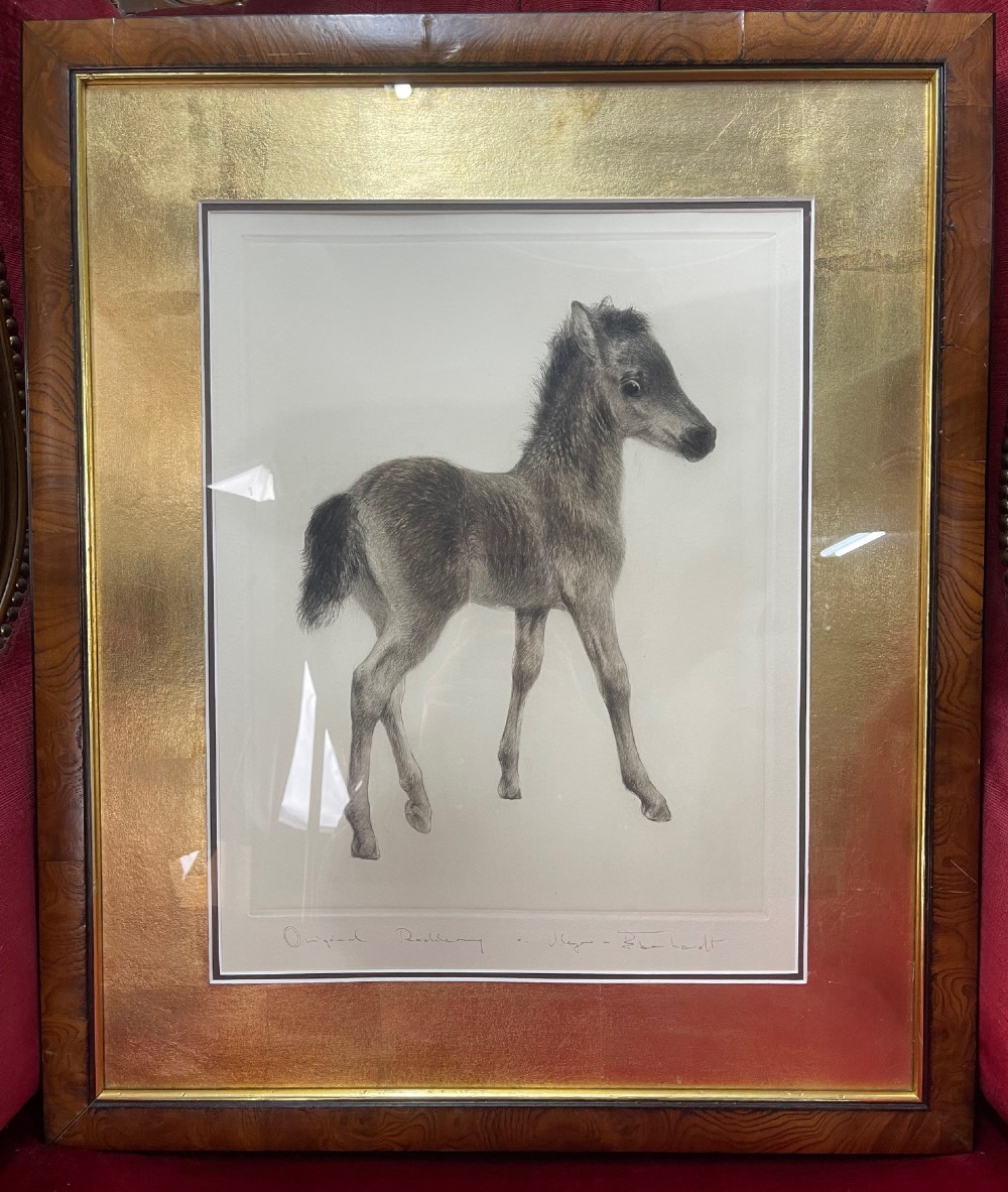A monochrome drypoint etching of a standing foal, framed in polished wood with a gold leaf mount.