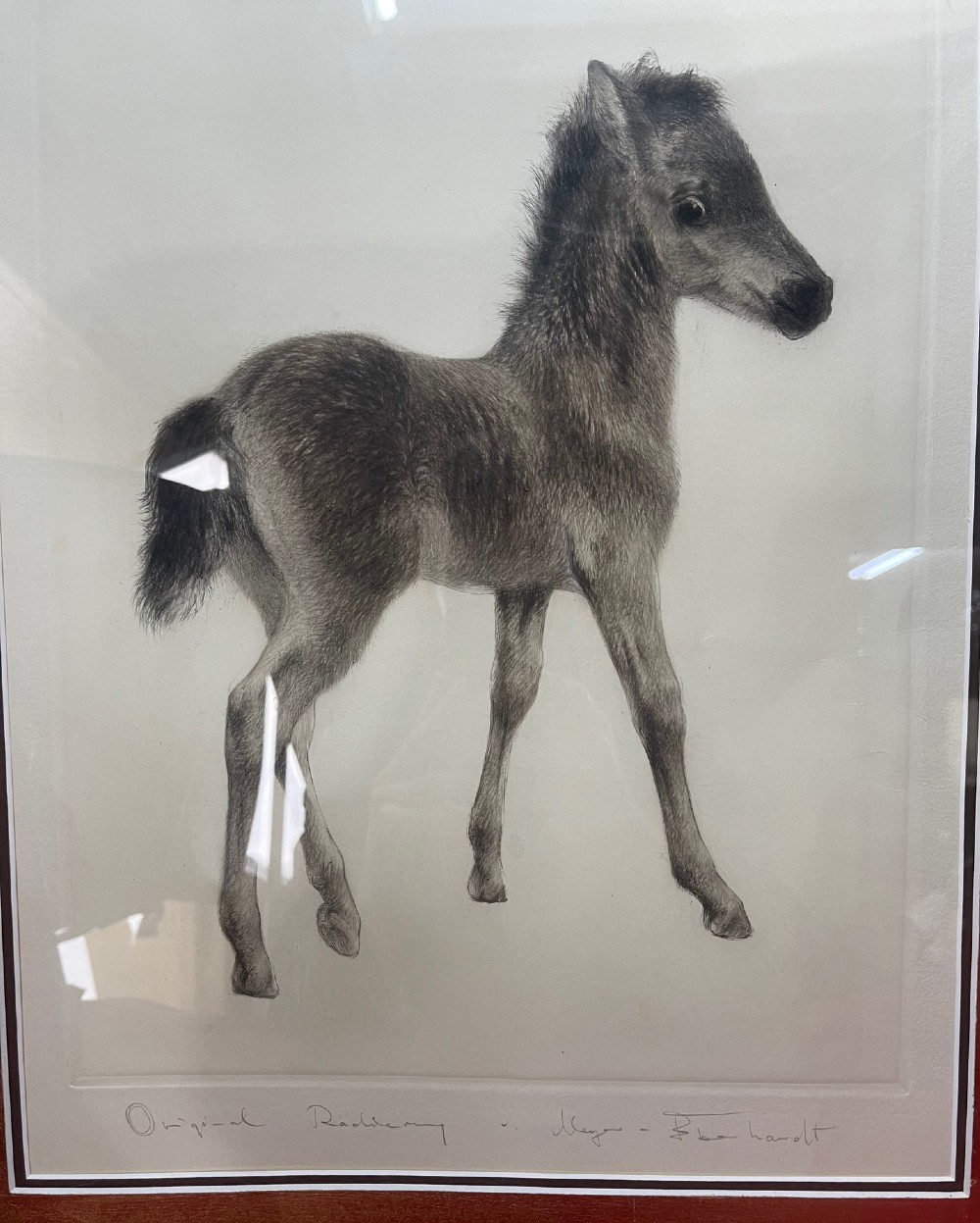 A monochrome drypoint etching of a standing foal, framed in polished wood with a gold leaf mount. View II