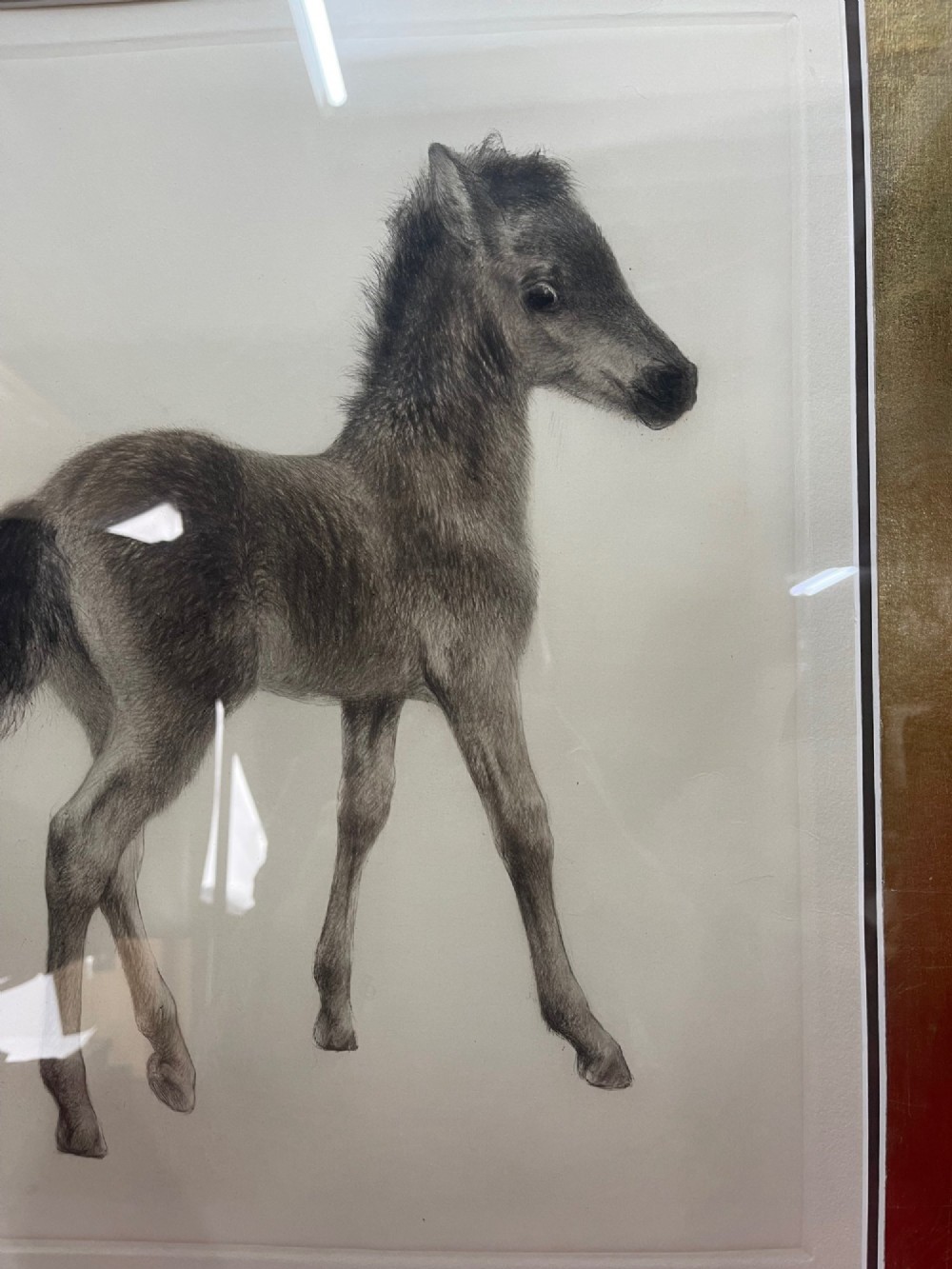 A monochrome drypoint etching of a standing foal, framed in polished wood with a gold leaf mount. View IV