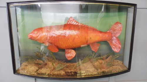 Very Rare Giant Goldfish by J Cooper and Sons