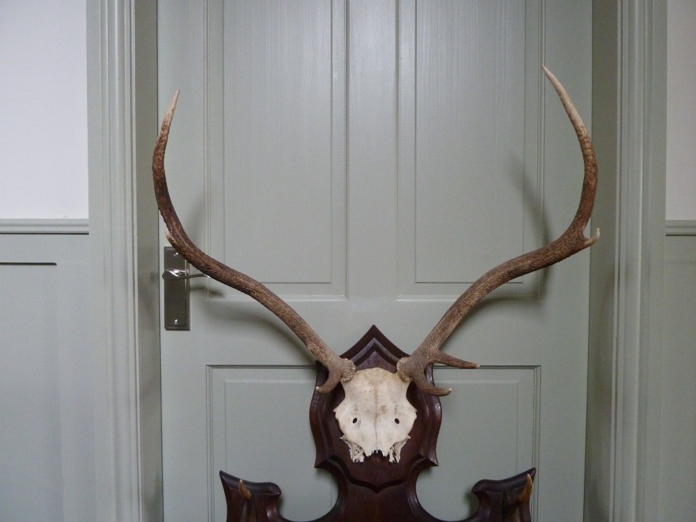 A dark carved oak backboard mounted with a stag skull and multiple small antler hooks for hanging coats. View III