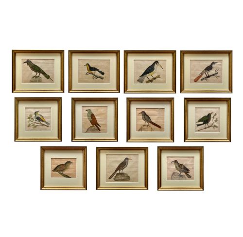 A Collection of Early Xix Century Watercolours of Indian Birds