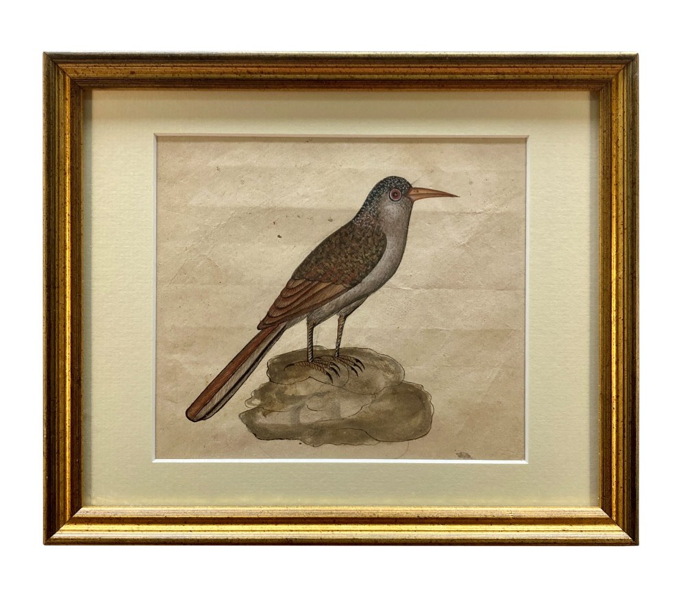 A set of eleven framed early nineteenth-century watercolours depicting various Indian bird species perched on branches and rocks, each displayed in a matching gold frame with a cream mount. View III