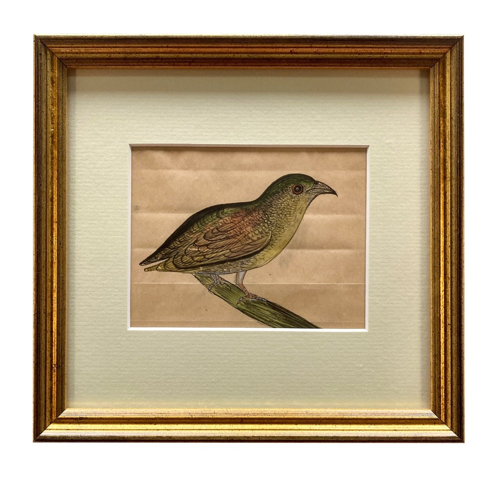 A set of eleven framed early nineteenth-century watercolours depicting various Indian bird species perched on branches and rocks, each displayed in a matching gold frame with a cream mount. View IV