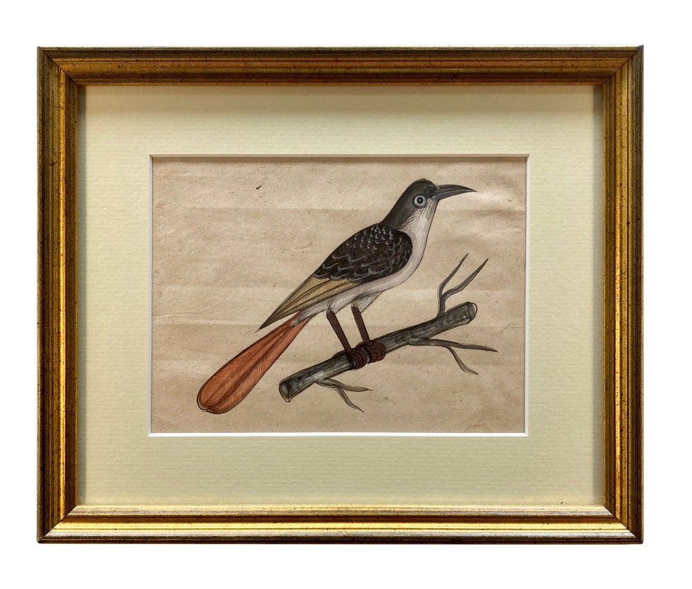 A set of eleven framed early nineteenth-century watercolours depicting various Indian bird species perched on branches and rocks, each displayed in a matching gold frame with a cream mount. View VI