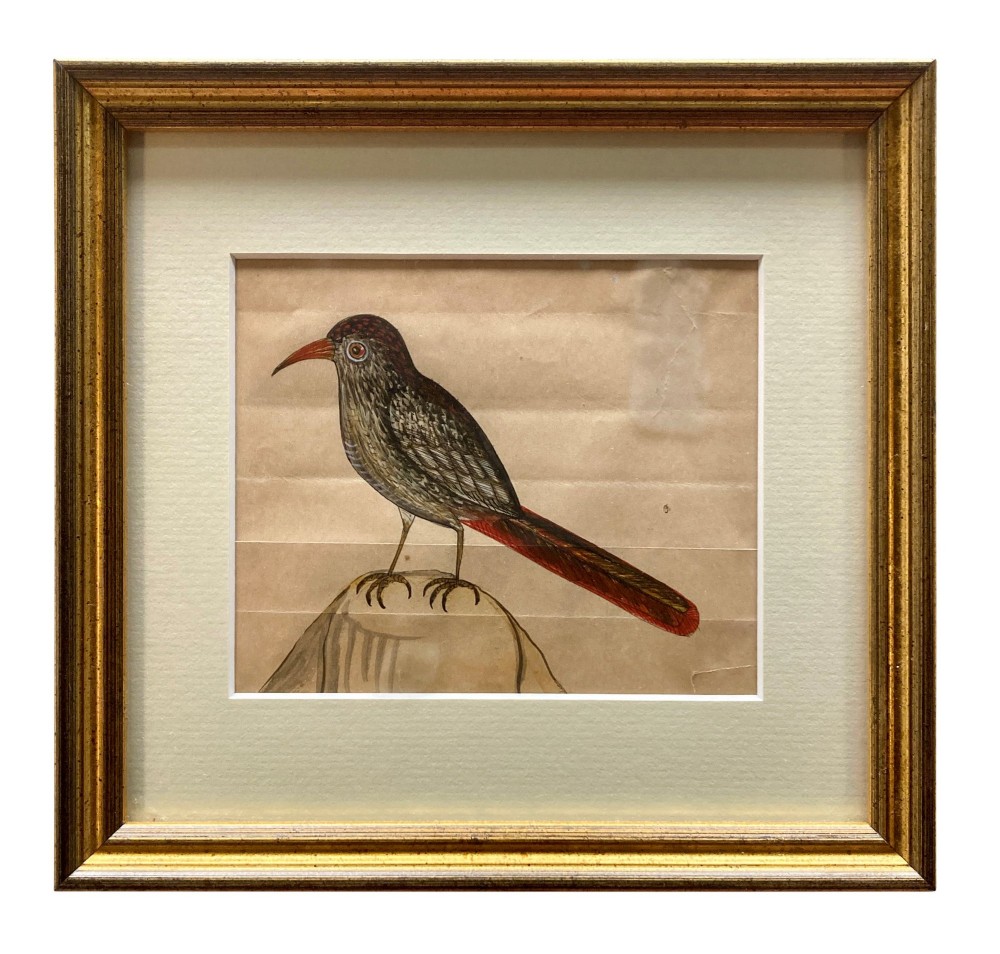 A set of eleven framed early nineteenth-century watercolours depicting various Indian bird species perched on branches and rocks, each displayed in a matching gold frame with a cream mount. View VII