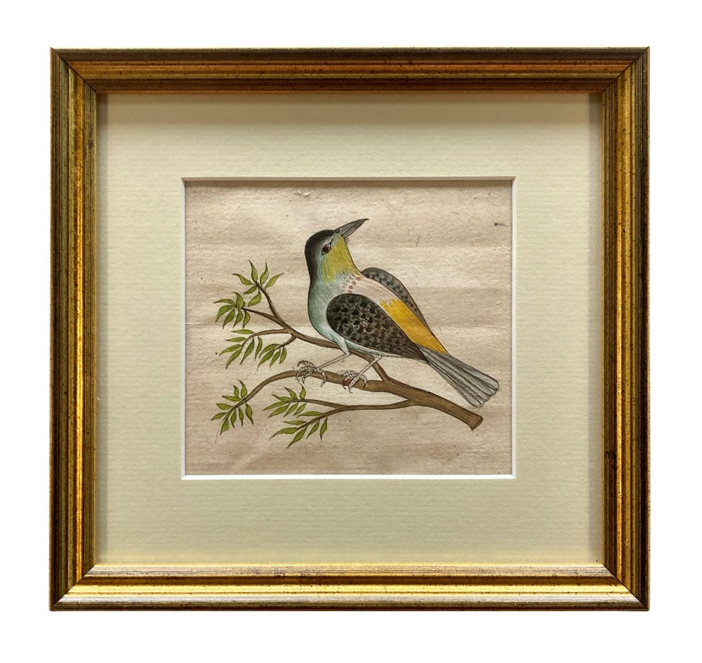 A set of eleven framed early nineteenth-century watercolours depicting various Indian bird species perched on branches and rocks, each displayed in a matching gold frame with a cream mount. View IX
