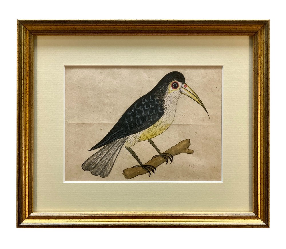 A set of eleven framed early nineteenth-century watercolours depicting various Indian bird species perched on branches and rocks, each displayed in a matching gold frame with a cream mount. View X