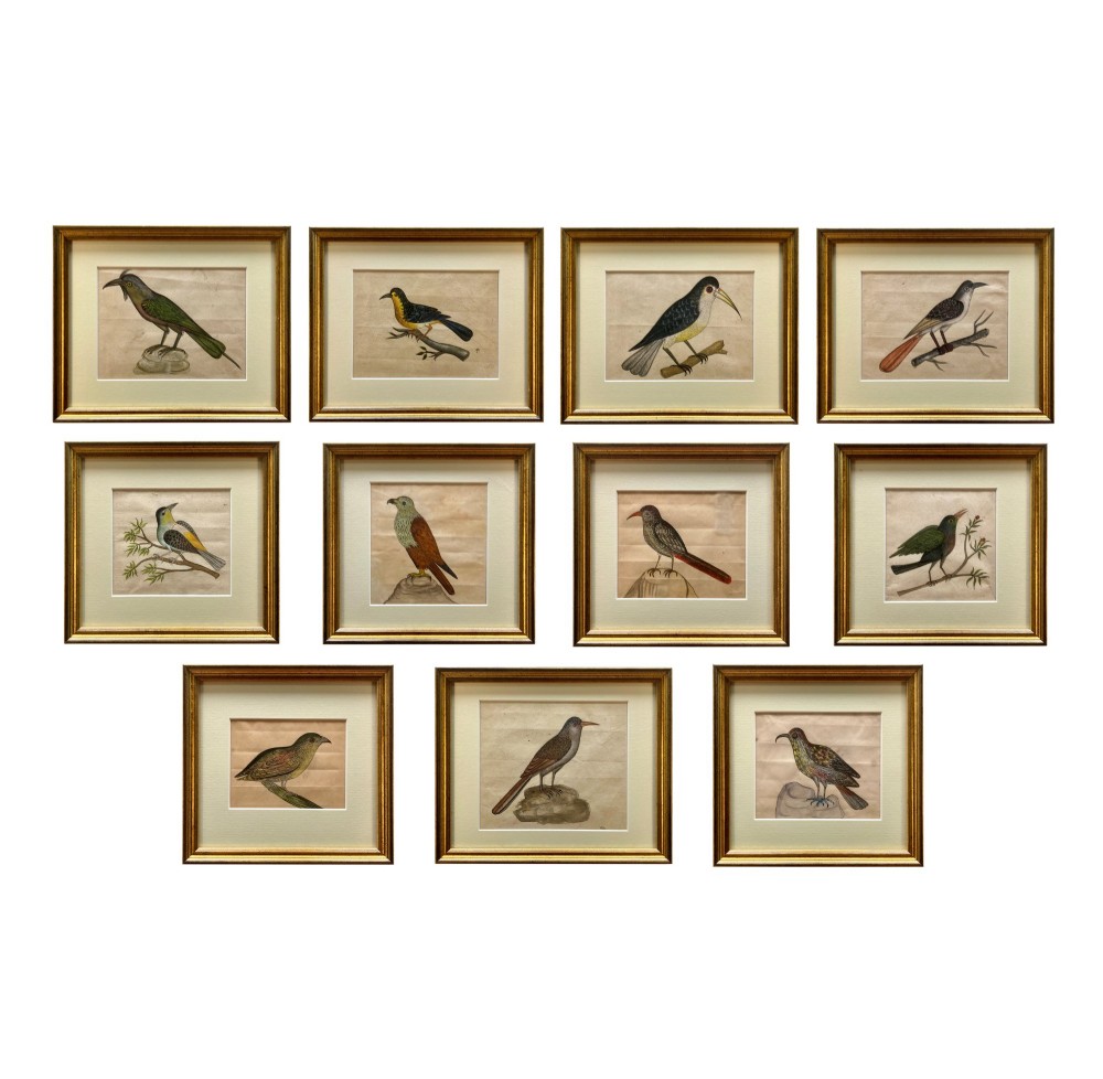 A set of eleven framed early nineteenth-century watercolours depicting various Indian bird species perched on branches and rocks, each displayed in a matching gold frame with a cream mount.