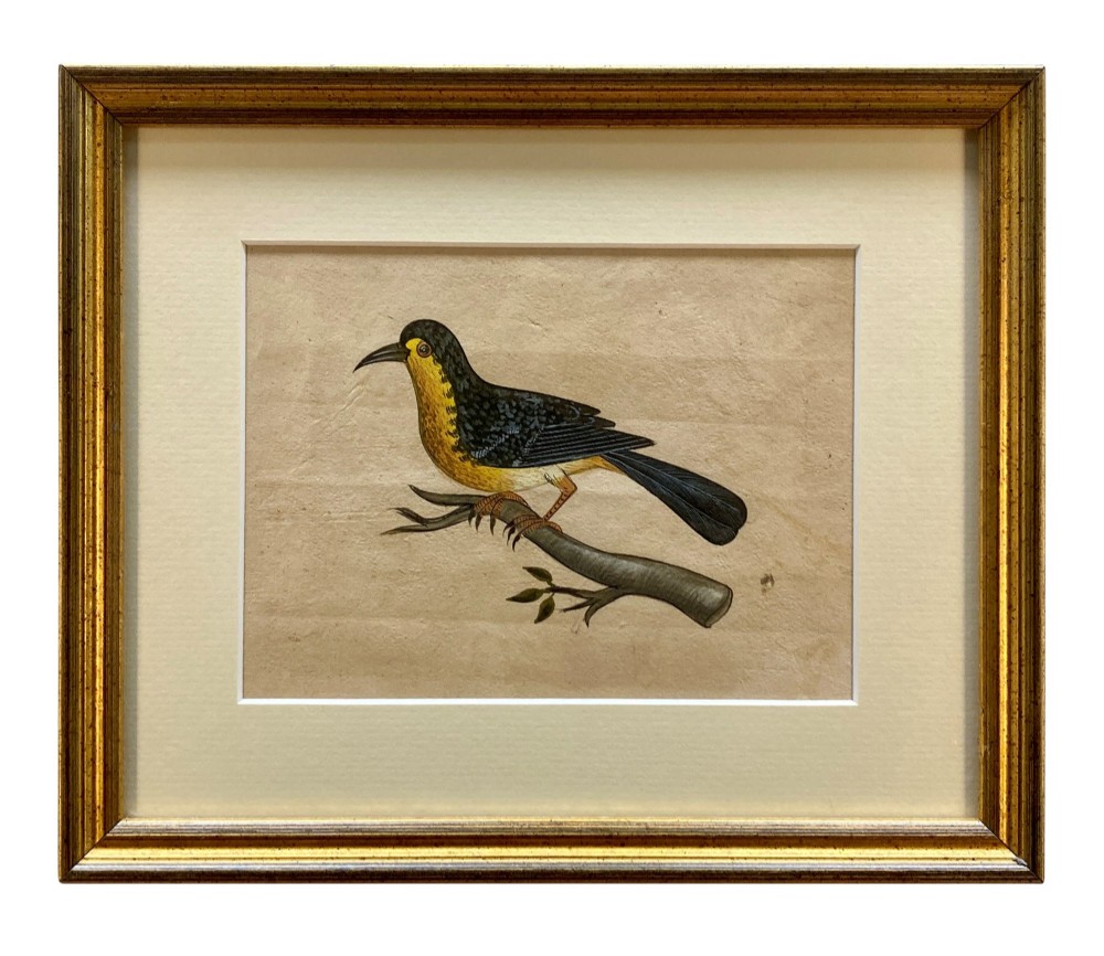 A set of eleven framed early nineteenth-century watercolours depicting various Indian bird species perched on branches and rocks, each displayed in a matching gold frame with a cream mount. View XII