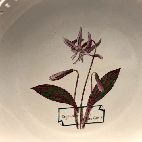 MINTON CREAMWARE BOTANICAL DESSERT SERVICE 18601870 - ADDITIONAL PHOTO 12