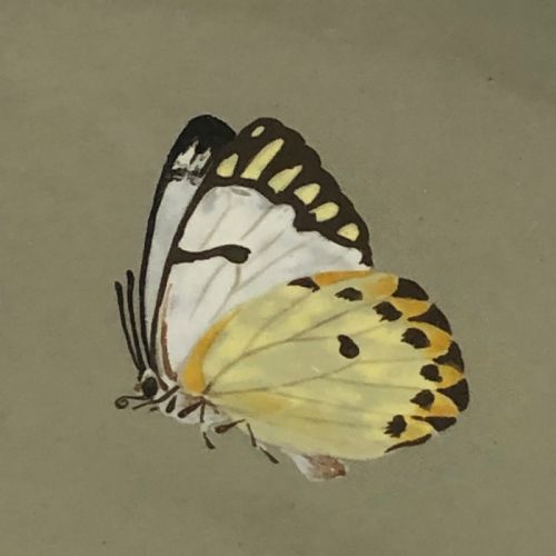 PAIR OF MINTON BUTTERFLY CHARGERS 1860 - ADDITIONAL PHOTO 4
