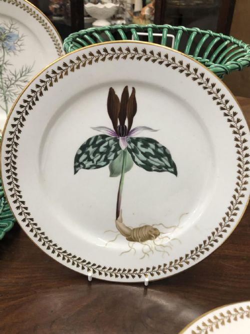 4 chamberlain worcester porcelain botanical plates circa 18101815 - CATEGORY: ANTIQUE PLATES - DATED GEORGIAN