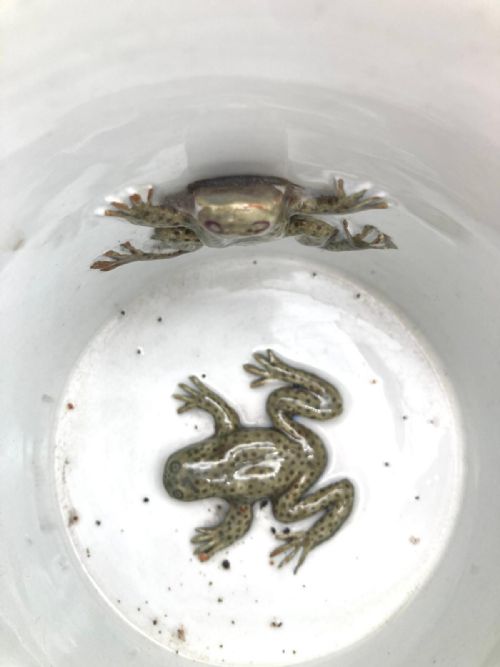 A TWO HANDLED HANDPAINTED LOVING MUG PAINTED WITH FLOWERS WITH THREE FROGS INSIDE 1850 - ADDITIONAL PHOTO 5