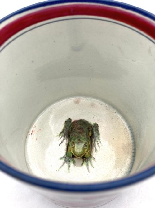 PEARLWARE HANDPAINTED FROG MUG WITH NAME AND DATE 1830 - ADDITIONAL PHOTO 5