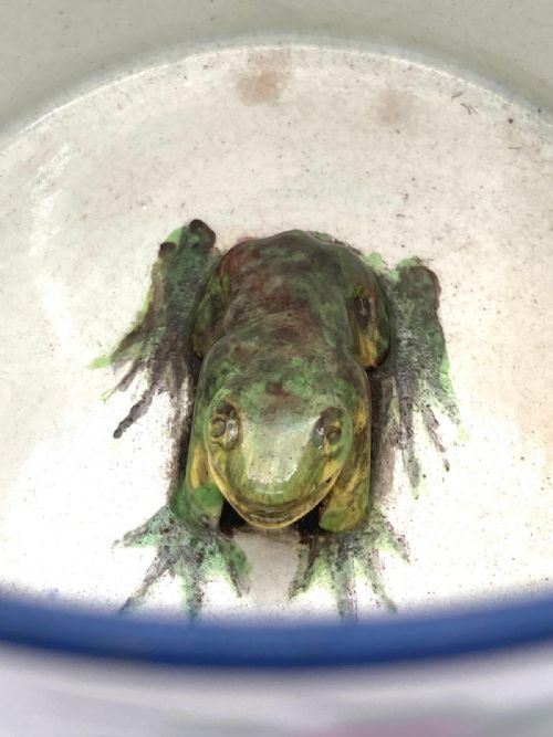 PEARLWARE HANDPAINTED FROG MUG WITH NAME AND DATE 1830 - ADDITIONAL PHOTO 6