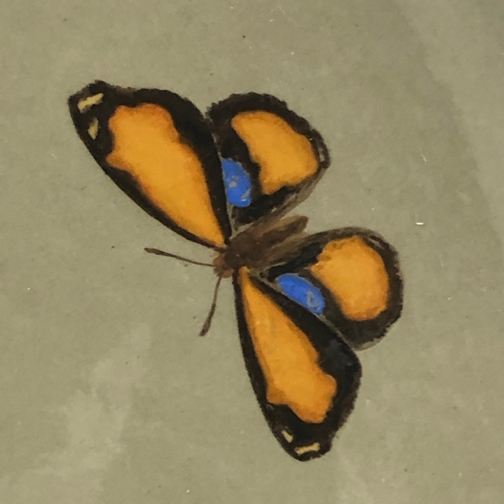 Pair of Minton Butterfly Chargers 1860 View VIII