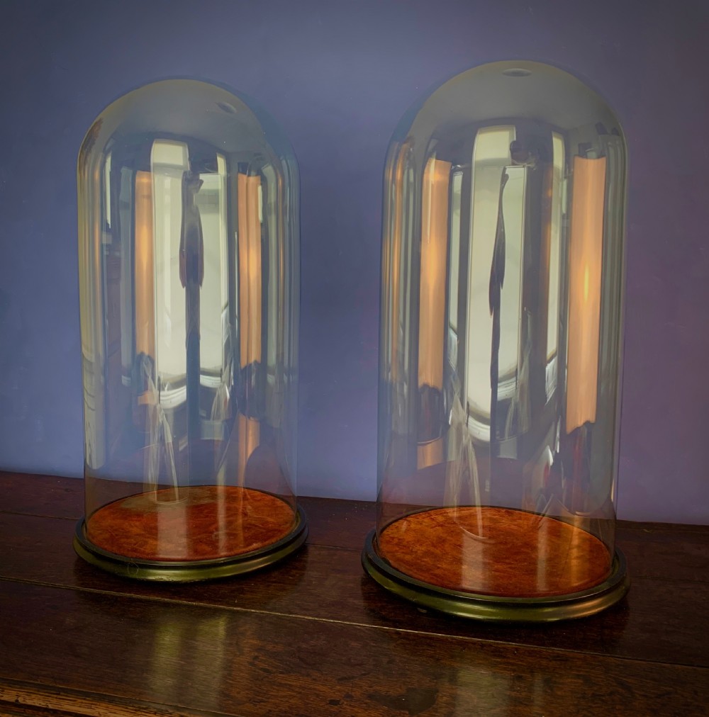 LARGE PAIR OF VICTORIAN HAND BLOWN GLASS DOMES ON EBONISED BASES