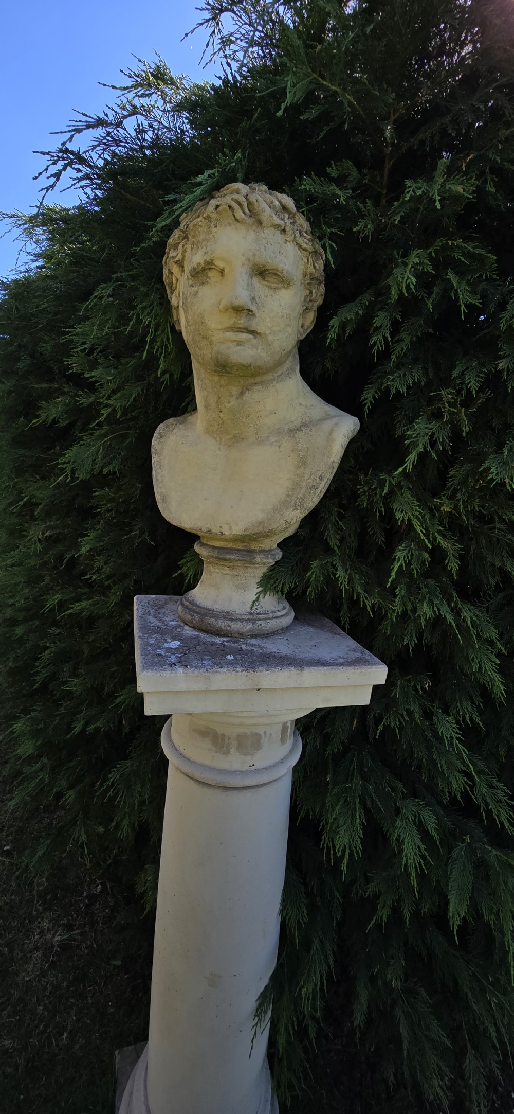 A weathered pale stone classical male bust mounted on a tall cylindrical column pedestal against evergreen foliage. View V