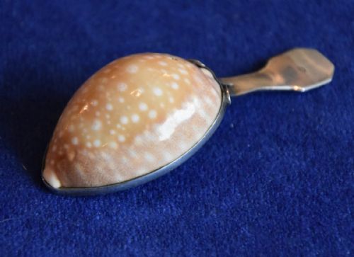 A Rare Early 19th Century Cowrie Caddy Spoon by Matthew Linwood