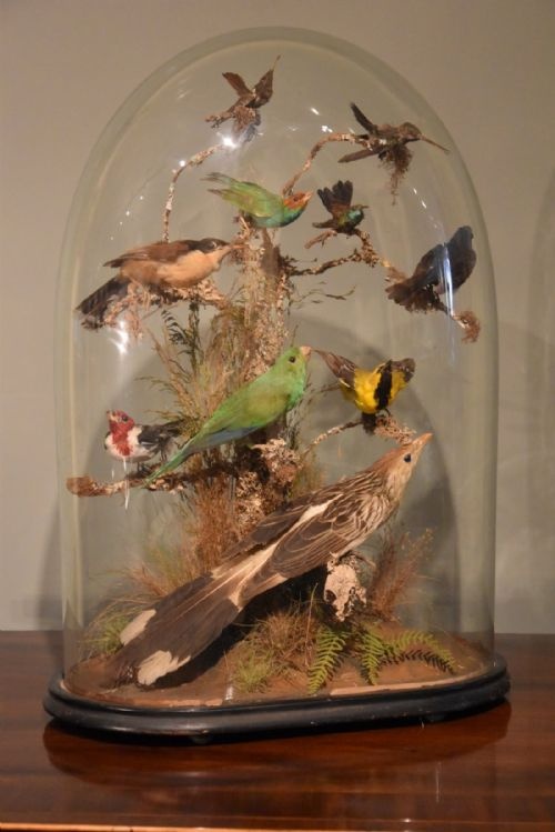 A Collection of Tropical Birds Under a Glass Dome