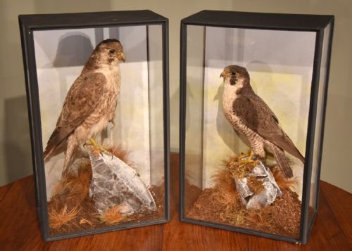 Pair of Restored and Re-cased Peregrine Falcons