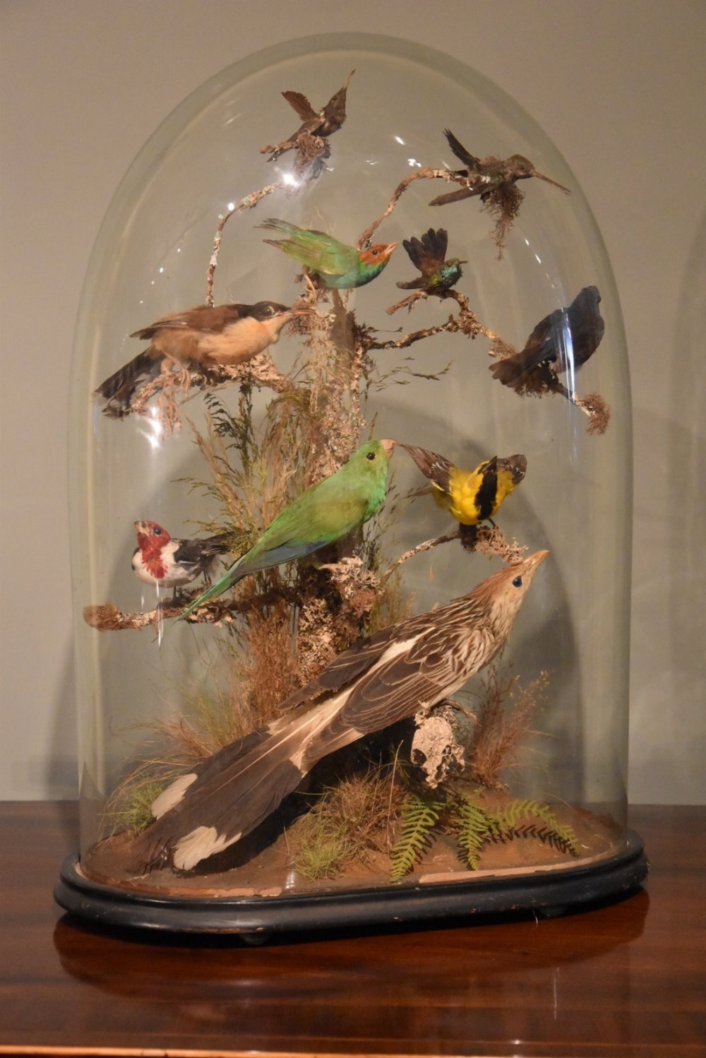 A Collection of Tropical Birds Under a Glass Dome