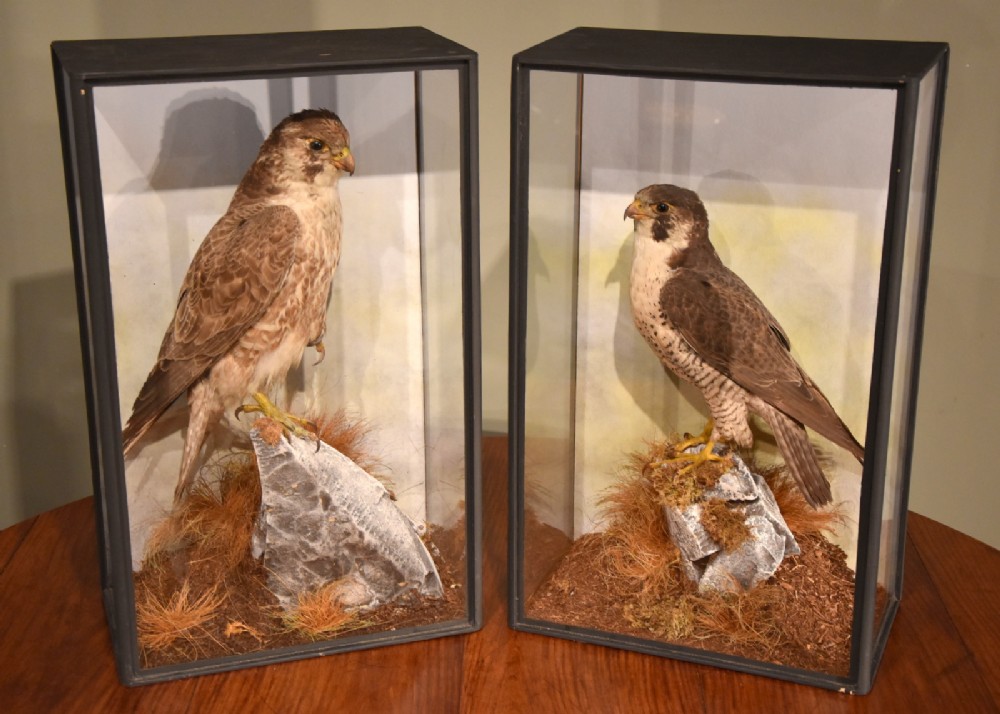 Pair of Restored and Re-cased Peregrine Falcons