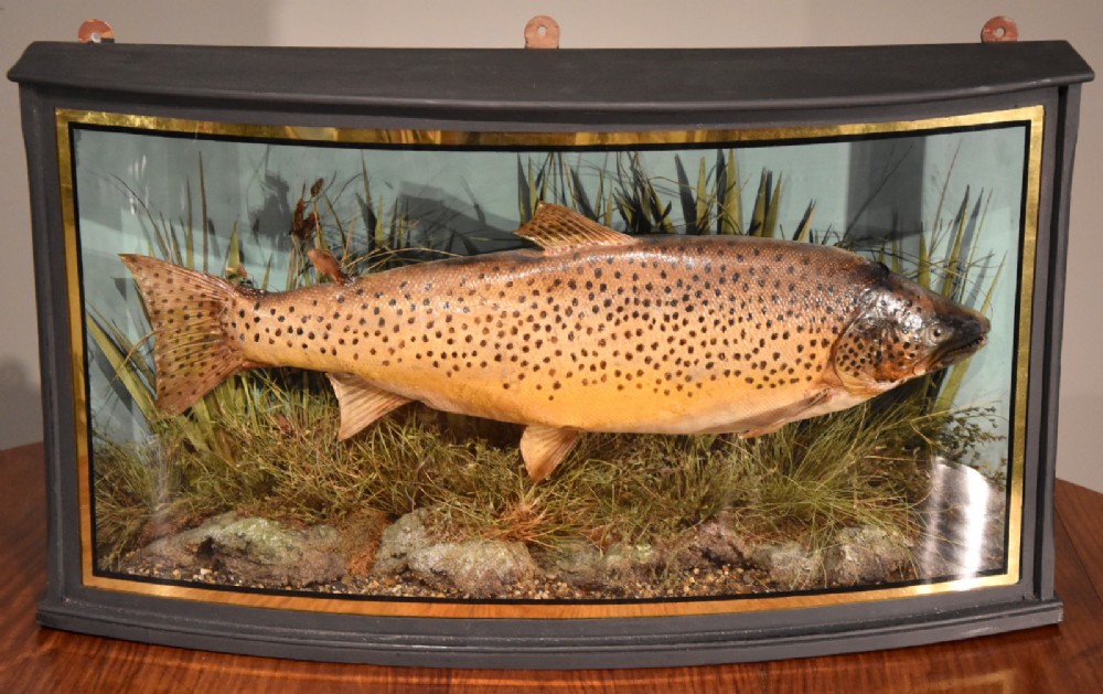 Brown Trout Taxidermied by Williams and Son Dublin