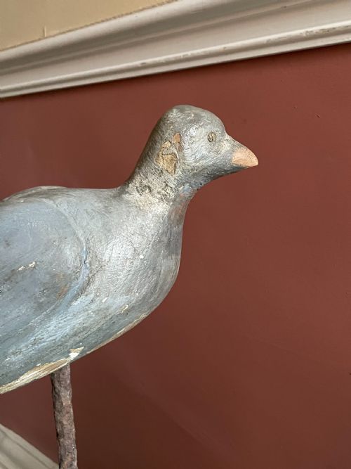 BEAUTIFUL DECOY PIGEON - ADDITIONAL PHOTO 12
