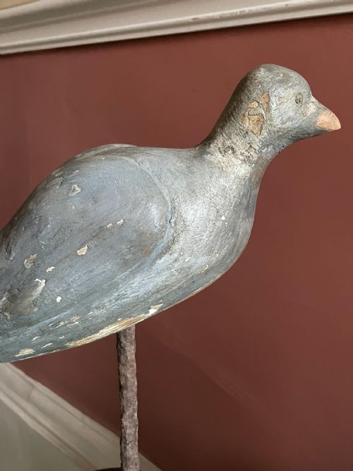 BEAUTIFUL DECOY PIGEON - ADDITIONAL PHOTO 13