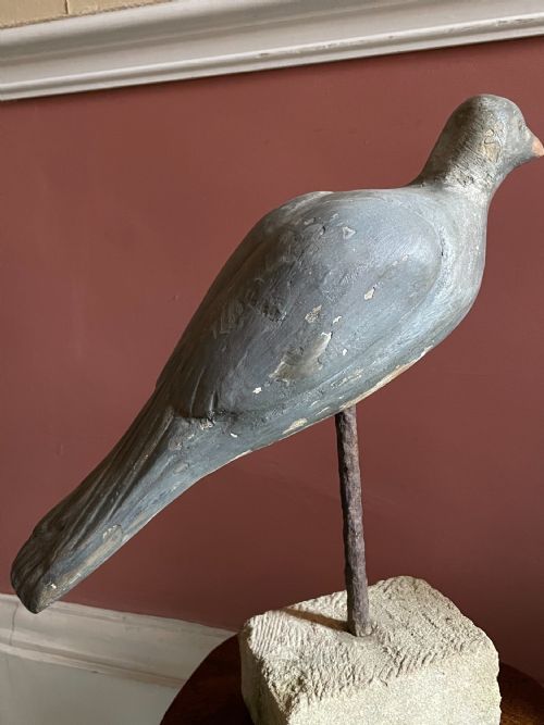 BEAUTIFUL DECOY PIGEON - ADDITIONAL PHOTO 16