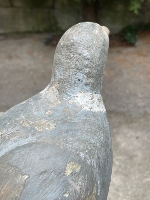 BEAUTIFUL DECOY PIGEON - ADDITIONAL PHOTO 4