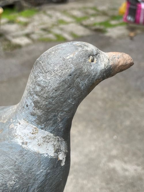 BEAUTIFUL DECOY PIGEON - ADDITIONAL PHOTO 5