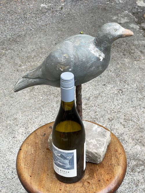 BEAUTIFUL DECOY PIGEON - ADDITIONAL PHOTO 16
