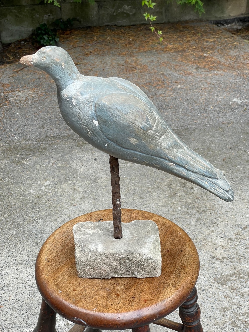 Beautiful Decoy Pigeon View II