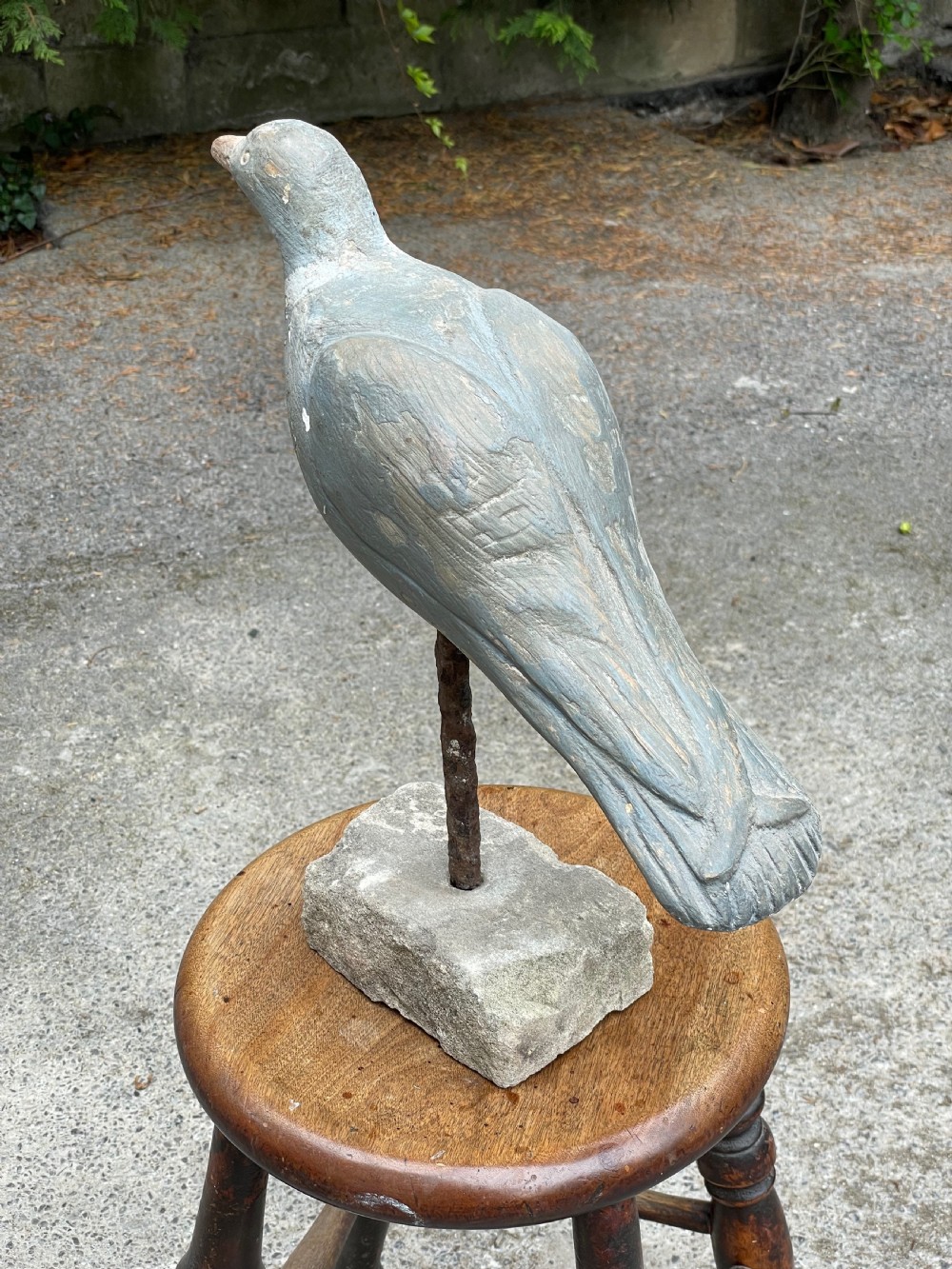 Beautiful Decoy Pigeon View III