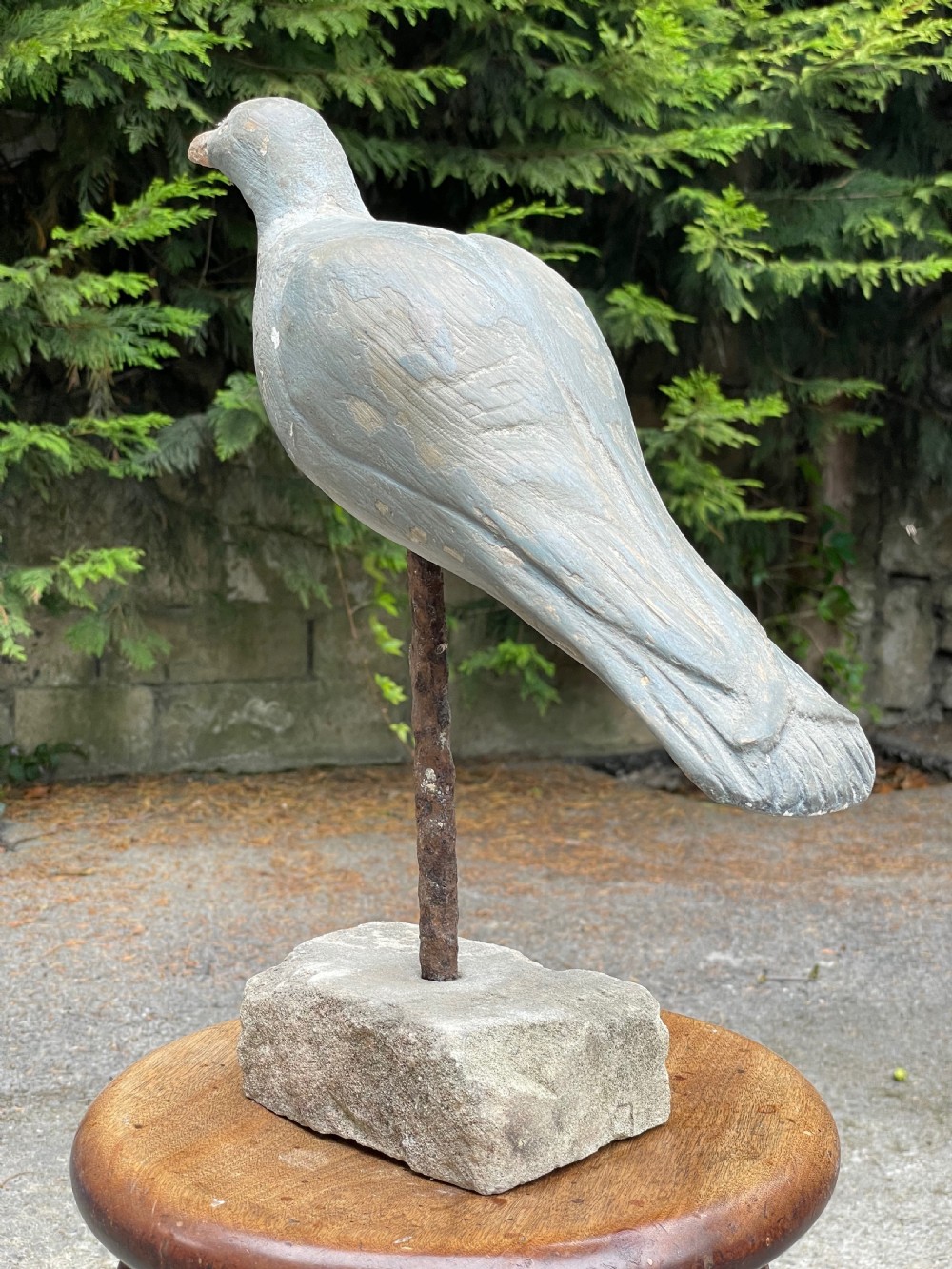 Beautiful Decoy Pigeon View IV