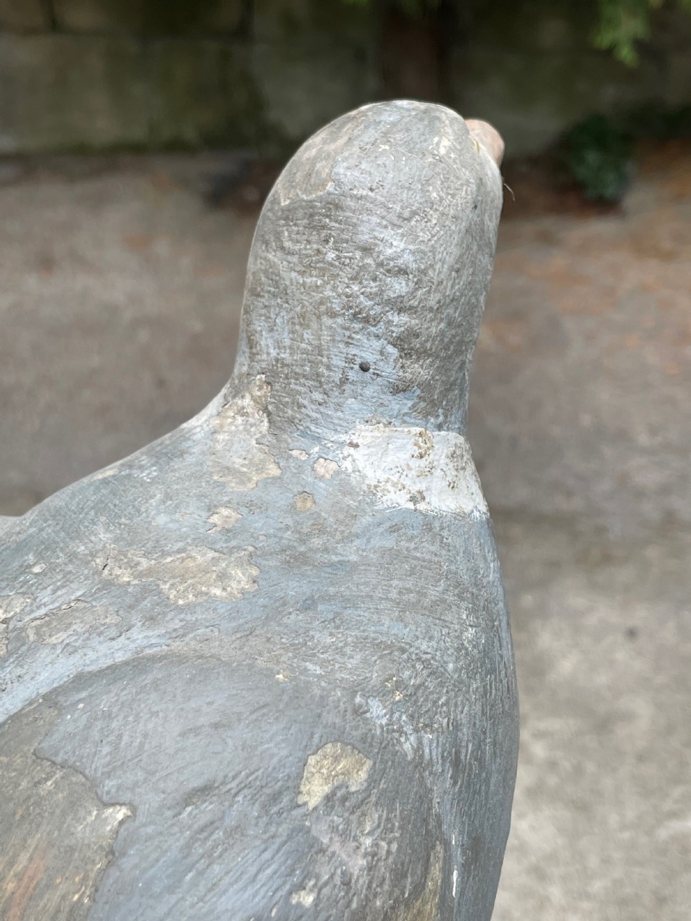 Beautiful Decoy Pigeon View V
