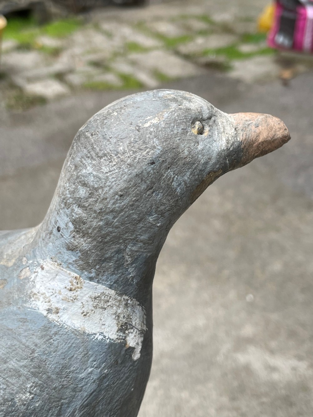 Beautiful Decoy Pigeon View VI